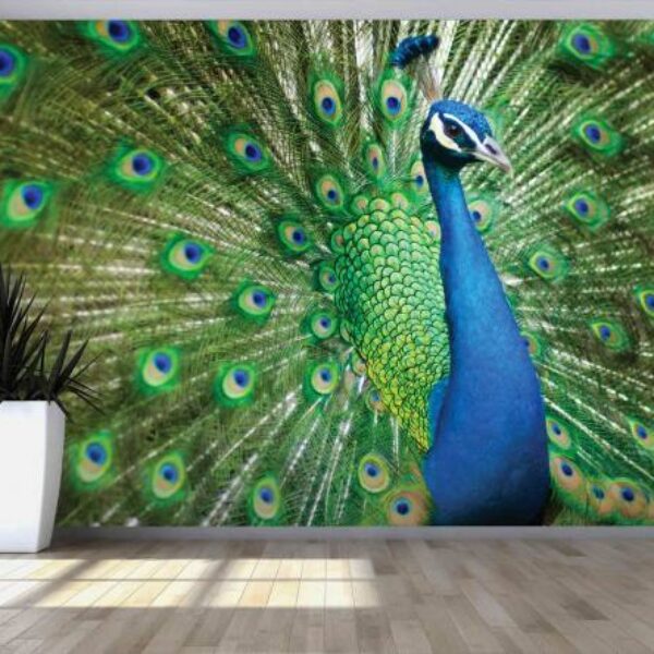Blue & Green Peacock Mural