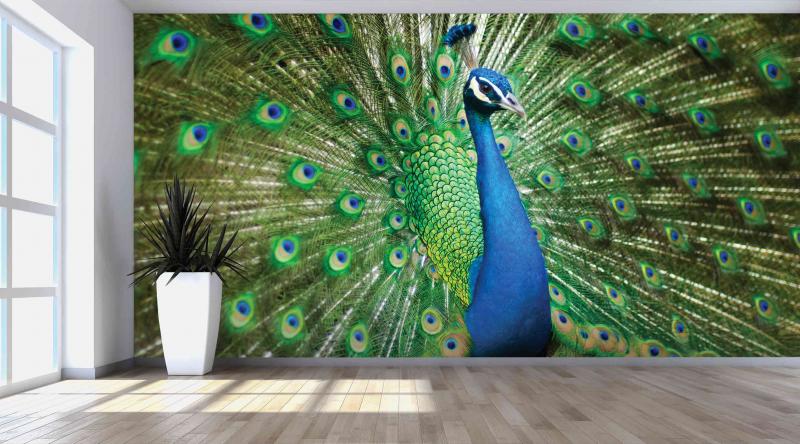 Blue & Green Peacock Mural - Déco Wallpaper