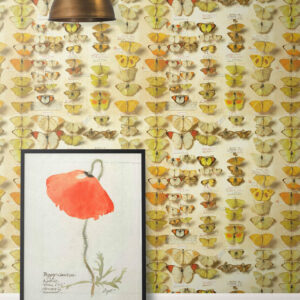 Lepidoptera Wallpaper