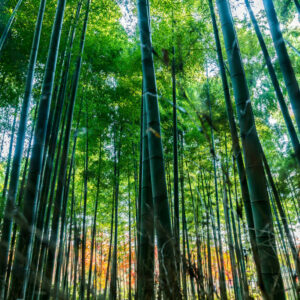 Tall Bamboo Mural