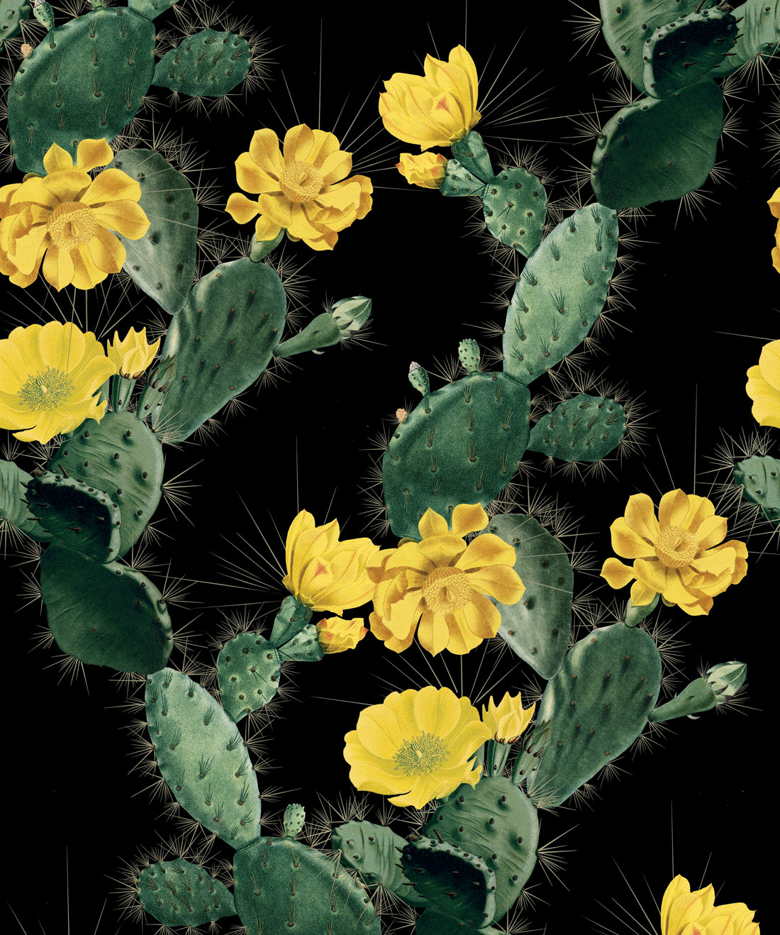 Cactus Wallpaper - Déco Wallpaper